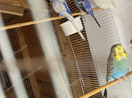 Budgies ringnecks to go
