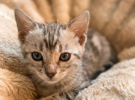 Meet Aspen A Icy-Silver Bengal GCCF registered