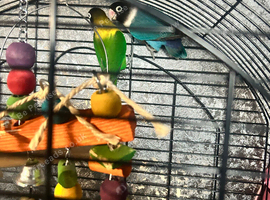 Love Birds