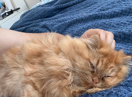 Ginger Persian cat