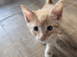Ginger kittens