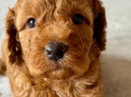 Cockapoo puppies for sale