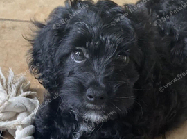 Beautiful cockapoo pups
