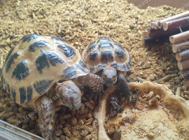 Proven Pair of Horsfield (Russian) Tortoises &ndash; &pound;300 (or &pound;400 with Tortoise Vivarium)