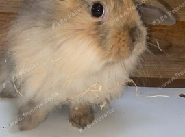 Multiple bunnies for sale