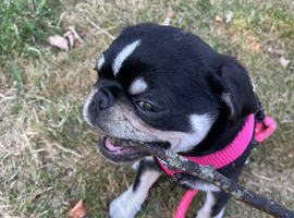 KC Registered Pug Puppy