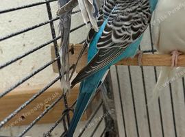 2 female budgies for sale!