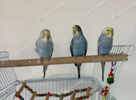 Baby budgies