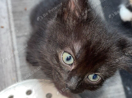 Ragamese cross kittens