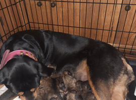 Rottweiler cross Shih Tzu puppies