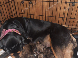 Rottweiler cross Shih Tzu puppies