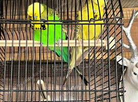 Bonded pair of exhibition budgies