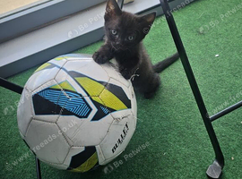 Full Sphynx Kitten &ndash; Stunning Blue Eyes
