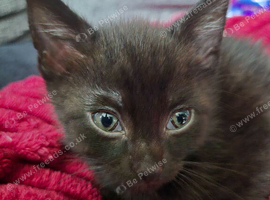 2 kittens for sale