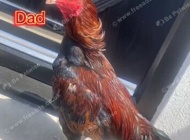 Pure asil cock for sale