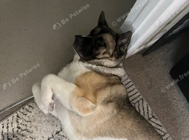Akita female