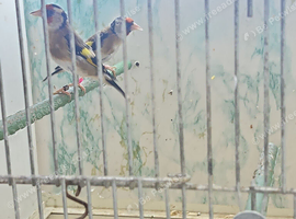 Goldfinch pairs