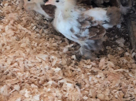 Milifleur Pekin bantam Chicks