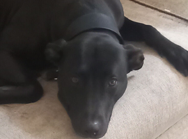 3 year old bull grey female