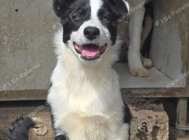 5 month old Collie Pups