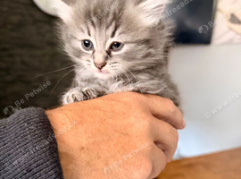 Female longhaired Ragdoll cross