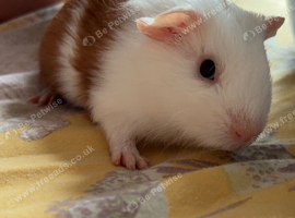 Two male guinea pigs