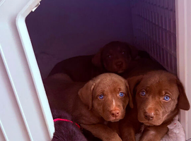 Siberian Shepsky x Weimaraner Puppies