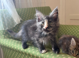 Maine Coon Active Registered Kittens &ndash; Ready Now
