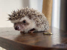 African Pygmy Hedgehogs