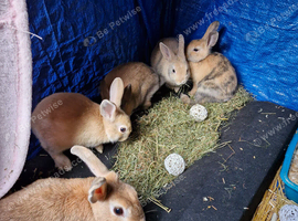 Rabbit for sale