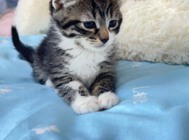 5 little kittens