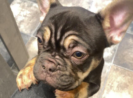 Gorgeous Choc Tan French Bulldog **REDUCED**