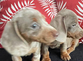 Lilac and cream dapple miniature dachshund