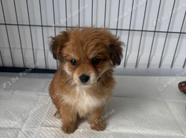 Norfolk terrier x Pomeranian 2 LEFT