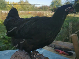 French Black Copper marans
