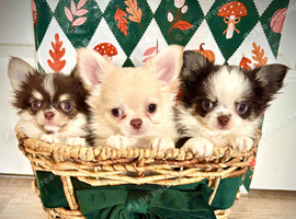 Chihuahua puppies READY NOW