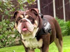 Chocolate and white rocket Rambo for stud