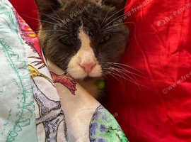 Female cat
