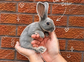 Pedigree Miniature Rex Rabbits &ndash; Ready