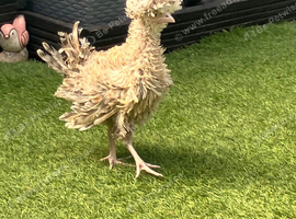 5 polish bantam hens