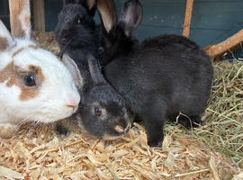 Baby bunnies