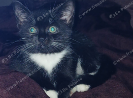 Last 8week kitten