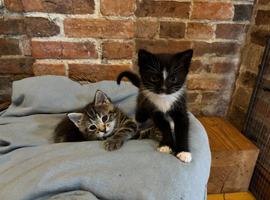 Adorable Kittens