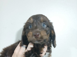 Stunning dachshund whippet mix