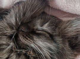 3 maine coon girls looking for forever homes