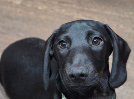 Solid black miniature dachshund