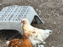 Pair of this year&rsquo;s chicken