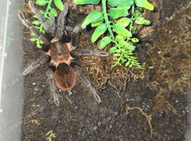 Tarantula Collection