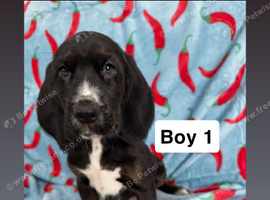 Beagle x puppies