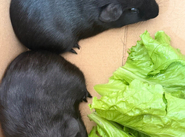 Male and female guinea pigs